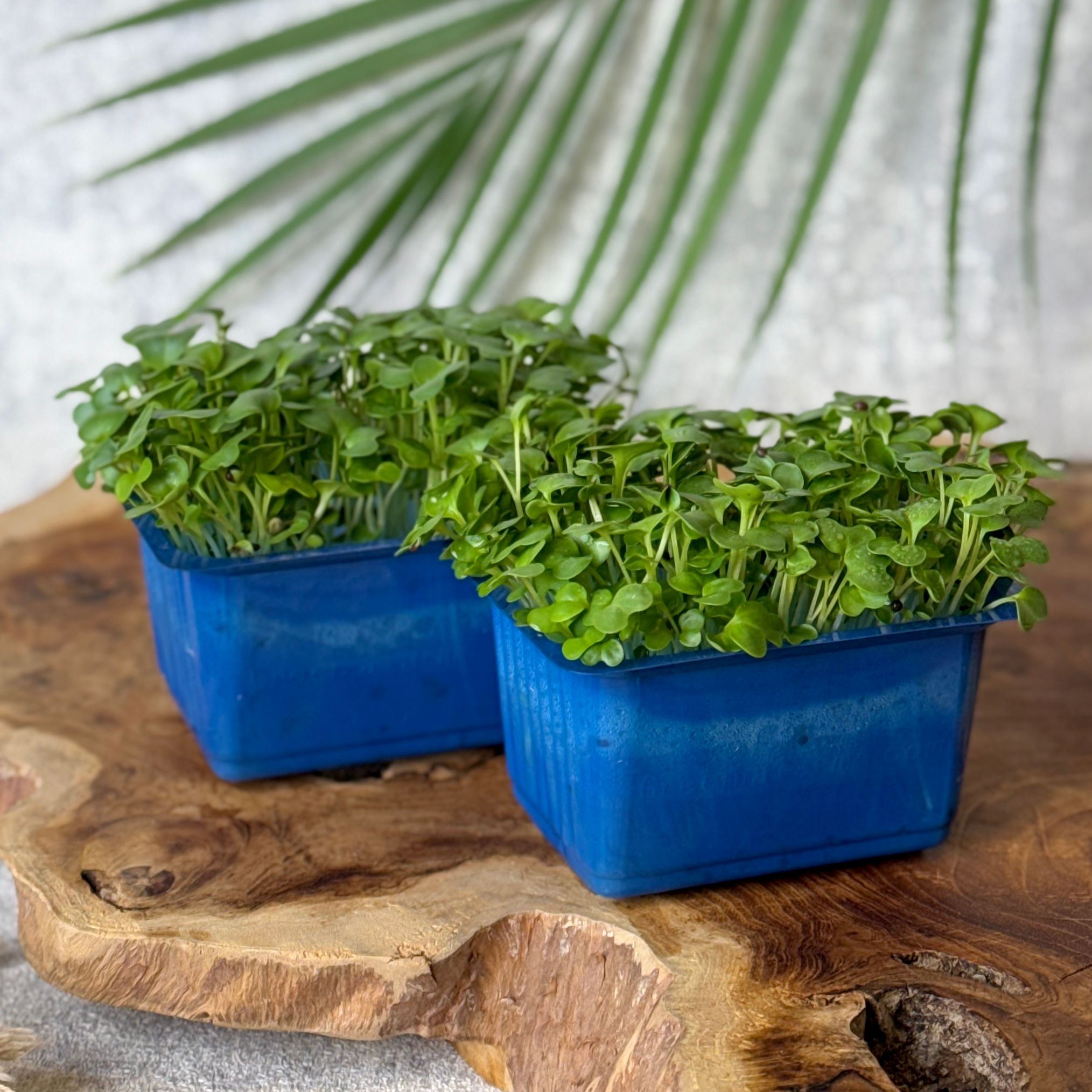 Broccoli micro greens