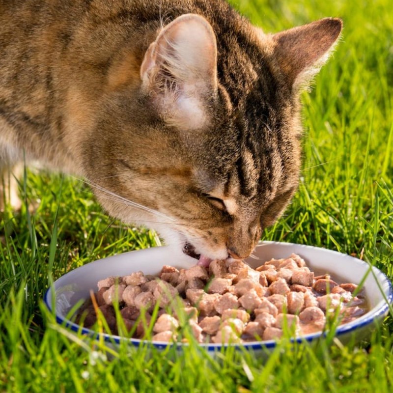 Cat Food