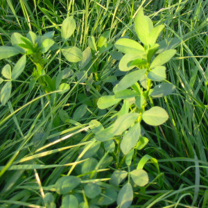 Alfa Alfa Seeds (Hijazi) 