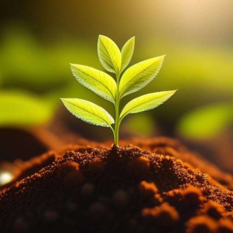 Organic Fertilizers