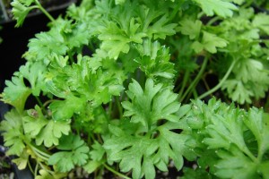 Parsley Seeds - turkey
