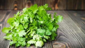 Green coriander