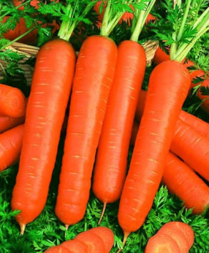 Carrot seeds nantes (Turkey) 