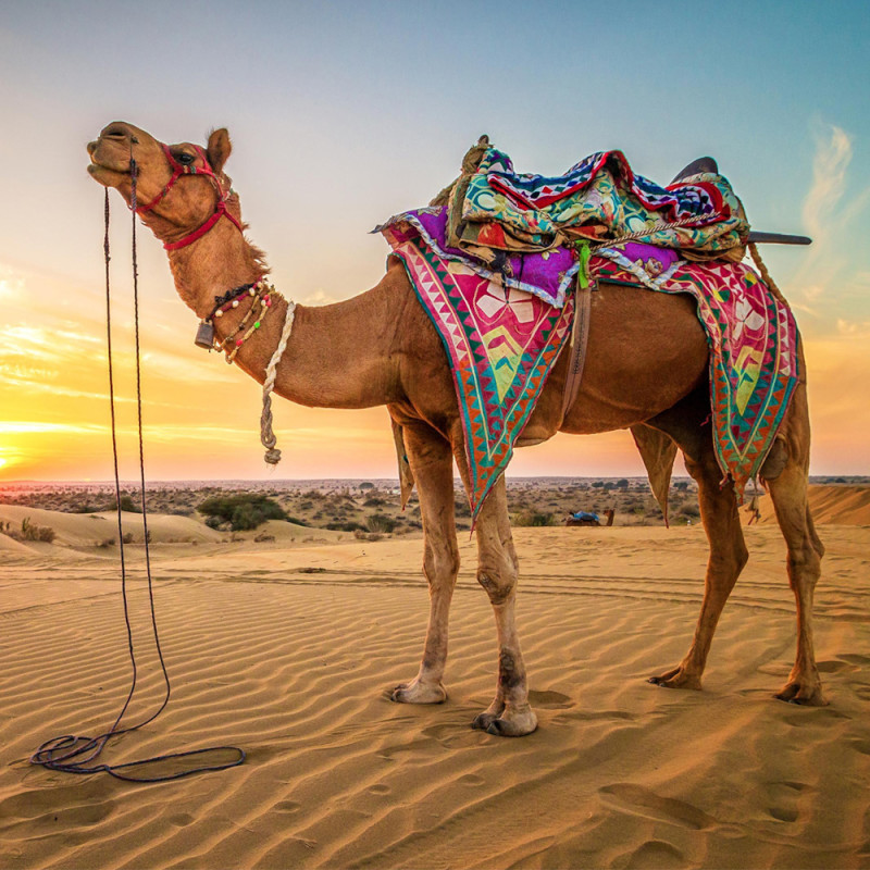 Camel Accessories