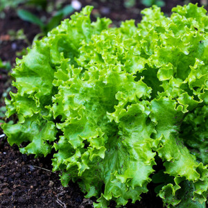 Turkish Bursa Lettuce Bt  Super iri Kivircik