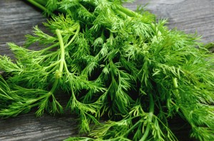 Green dill Seeds