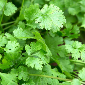 Coriander Seeds