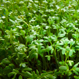 Cress Seed (Rashad)