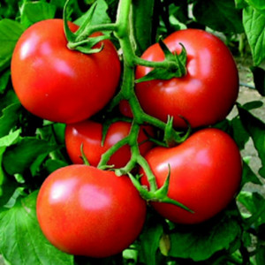 Tomato Falcon Seeds (Turkey)