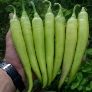 Turkish Bursa Pepper Seeds