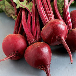 Redbeet Seeds BT Pancina