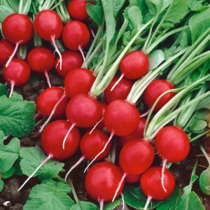 Red Radish Seeds 10 GM