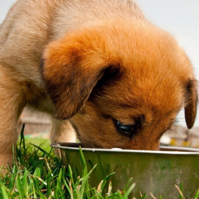Dog Food