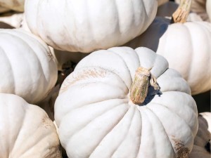 Turkish Bursa Squash Arican 97 Seeds