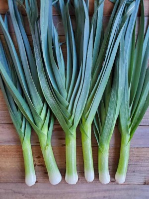 Legume Seeds 10 GM