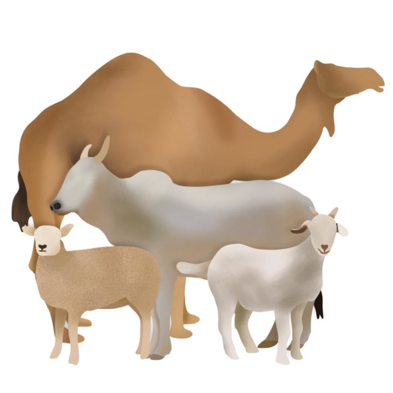 Animal Care