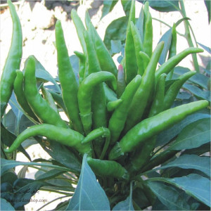 Pepper Bt Besparmak Seeds (Turkey)