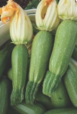 Squash BT Dolka Kabak (Turkey) 