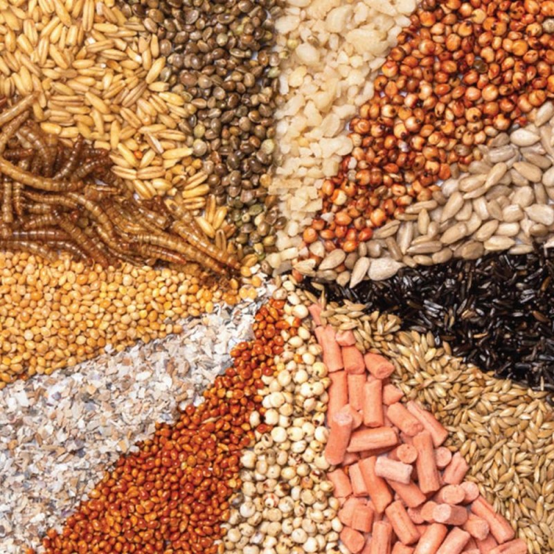 Poultry & Bird Feed