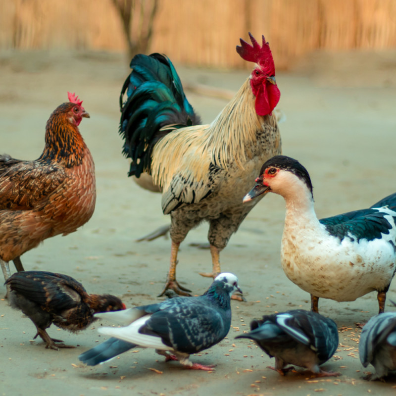 Poultry & Birds
