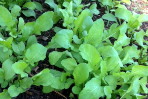 Arugula Seed