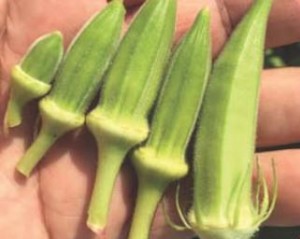 Turkish Bursa Okra Yalova Akkoy Seeds