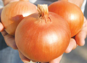 Onion bt depocu (Turkey) 