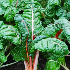 Chard Seeds