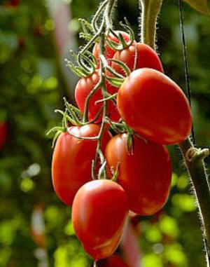 Tomato Rio Grande Seeds - (Turkey) 