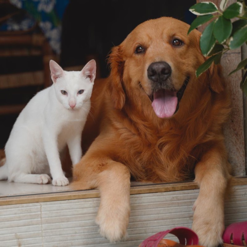 Al-Maha Pets