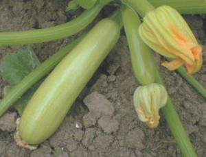 Turkish Bursa Squash Bursakiz Seeds