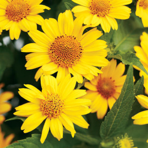 Sunflower Seed