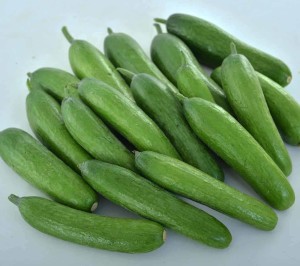 Turkish Bursa Cucumber Bt Bursalfa