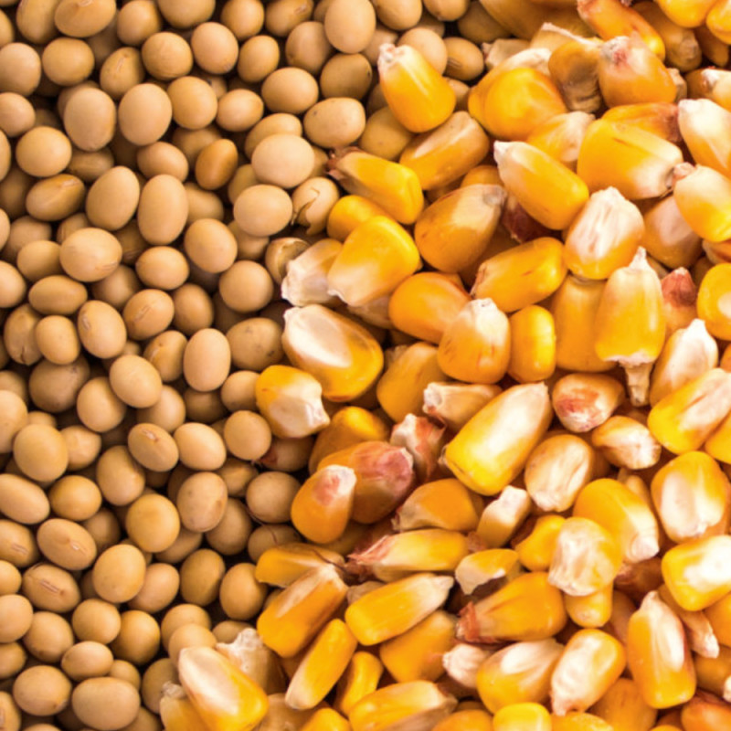 Animal Feed