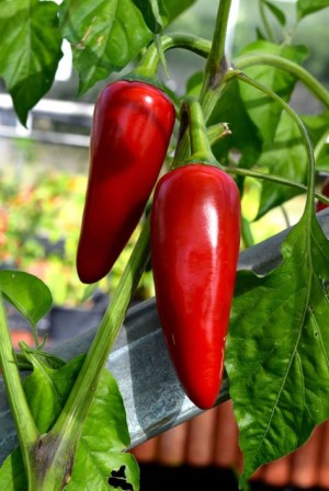 Hot Jalapeno Seeds 10 GM