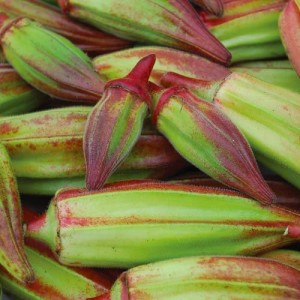 Red Okra Seeds 10 GM