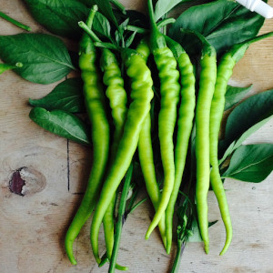 Turkish Bursa Pepper Kil Aci