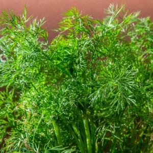 Dill Seeds