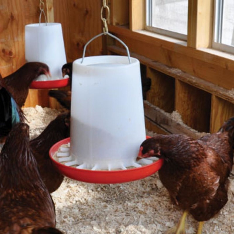 Poultry & Bird Feeders & Drinkers