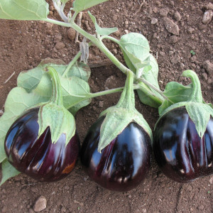 Turkish Bursa Egglant Topan 374