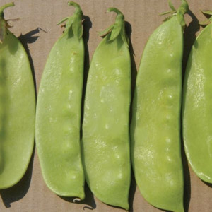 Pea Seeds BT Sultani bursa