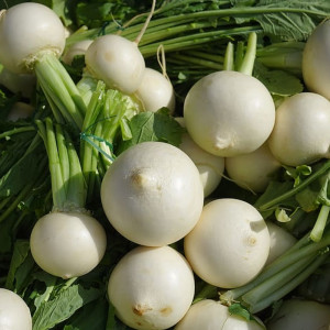 White Radish Seeds