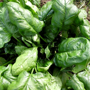 Spinach Seeds Matador bursa